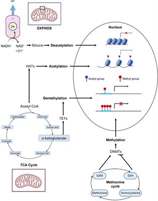 Mitochondrial genomic integrity and the nuclear epigenome in health and disease